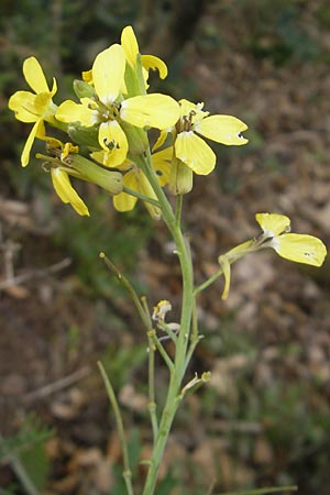 Coincya monensis subsp. cheiranthos \ Lacksenf / Wallflower Cabbage, D Idar-Oberstein 25.6.2011