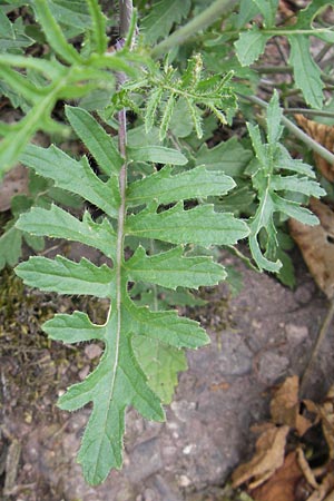 Coincya monensis subsp. cheiranthos \ Lacksenf / Wallflower Cabbage, D Idar-Oberstein 25.6.2011