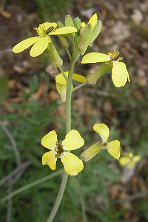 Coincya monensis subsp. cheiranthos \ Lacksenf / Wallflower Cabbage, D Idar-Oberstein 25.6.2011