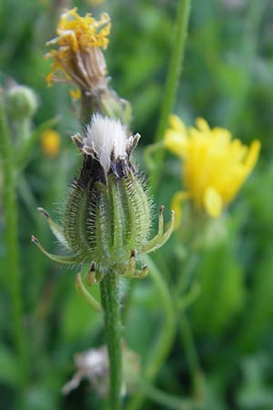 Crepis capillaris \ Kleinkpfiger Pippau, Kleinbltiger Pippau, D Östringen 1.9.2011