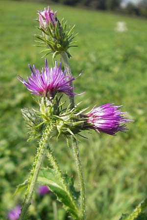 Carduus crispus \ Krause Distel, D Waghäusel 1.10.2011