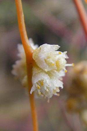 Cuscuta campestris / Yellow Dodder, D Mannheim 21.10.2011