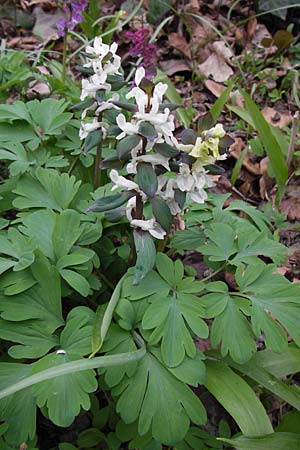 Corydalis cava \ Hohler Lerchensporn, D Ludwigshafen 8.4.2013