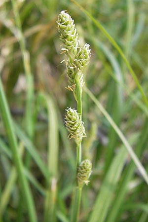 Carex canescens \ Graue Segge / Silvery Sedge, D Schwarzwald/Black-Forest, Kaltenbronn 8.6.2013