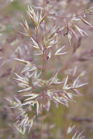 Corynephorus canescens / Grey Hair-Grass, D Mannheim 24.6.2013