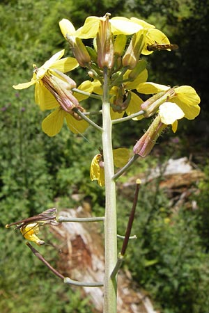 Coincya monensis subsp. cheiranthos \ Lacksenf, D Schwarzwald, Kaltenbronn 30.6.2013