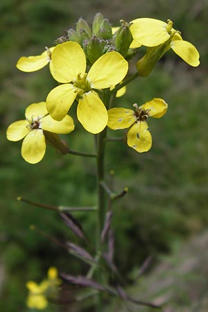 Coincya monensis subsp. cheiranthos \ Lacksenf / Wallflower Cabbage, D Schwarzwald/Black-Forest, Kaltenbronn 30.6.2013