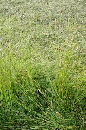 Cynosurus cristatus \ Wiesen-Kammgras, D Rhön, Wasserkuppe 6.7.2013