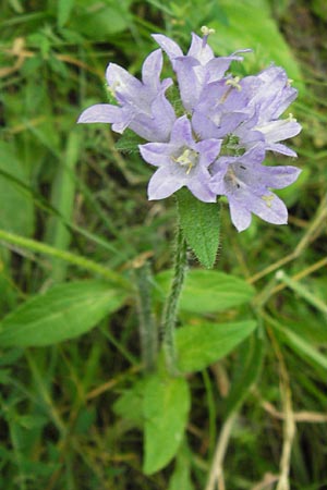 Campanula cervicaria \ Borstige Glockenblume / Bristly Bellflower, D Ortenberg 27.7.2013