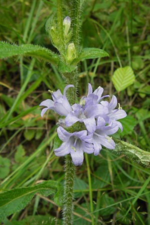 Campanula cervicaria \ Borstige Glockenblume / Bristly Bellflower, D Ortenberg 27.7.2013