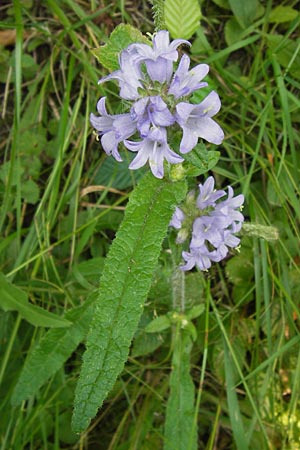 Campanula cervicaria \ Borstige Glockenblume / Bristly Bellflower, D Ortenberg 27.7.2013