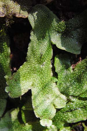 Conocephalum conicum \ Kegelkopf-Lebermoos / Scented Liverwort, D Thüringen, Eisenach 5.8.2013