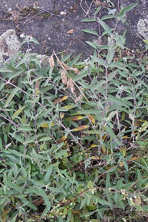 Caryopteris x clandonensis \ Clandon-Bartblume, D Mannheim 4.9.2013