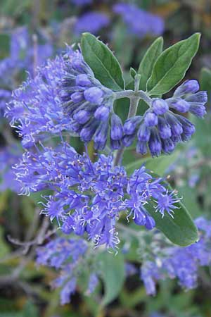 Caryopteris x clandonensis \ Clandon-Bartblume / Clandon Bluebeard, Blue Mist Spiraea, D Mannheim 4.9.2013