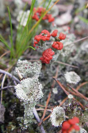 Cladonia coccifera \ Rotfrchtige Becher-Flechte / Red Pixie Cup, D Wetter 7.9.2013