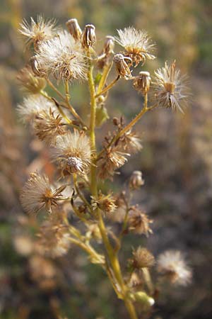 Erigeron canadensis / Canadian Fleabane, D Mannheim 24.9.2013