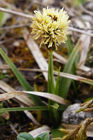 Carex caryophyllea \ Frhlings-Segge / Spring Sedge, D Eching 31.3.2014