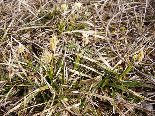 Carex caryophyllea \ Frhlings-Segge / Spring Sedge, D Eching 31.3.2014