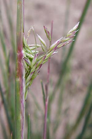 Corynephorus canescens \ Graues Silbergras, D Viernheim 27.5.2014