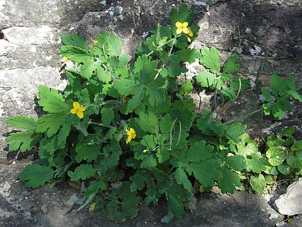 Chelidonium majus \ Groes Schllkraut / Greater Celandine, D Hirschhorn 24.9.2006