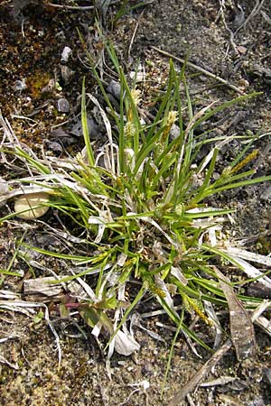 Carex viridula \ Spte Gelb-Segge / Little Green Sedge, Small-Fruited Yellow Sedge, D Germersheim-Lingenfeld 1.5.2009