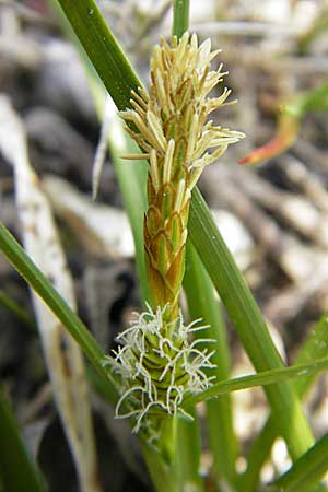 Carex viridula \ Spte Gelb-Segge / Little Green Sedge, Small-Fruited Yellow Sedge, D Germersheim-Lingenfeld 1.5.2009