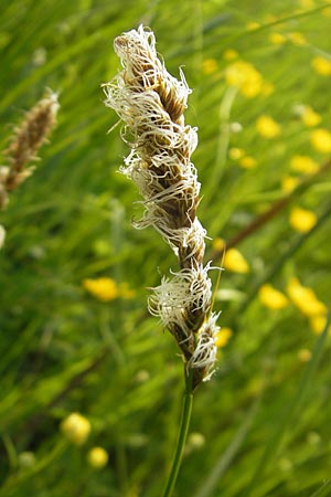 Carex disticha \ Zweizeilige Segge / Brown Sedge, Two-Ranked Sedge, D Lampertheim 1.5.2009