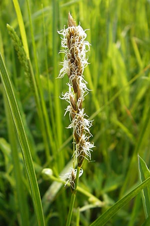 Carex disticha \ Zweizeilige Segge, D Lampertheim 1.5.2009