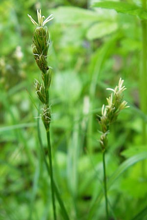 Carex polyphylla \ Unterbrochenhrige Segge, D Lampertheim 3.5.2009