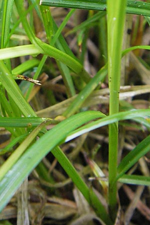 Carex polyphylla \ Unterbrochenhrige Segge, D Lampertheim 3.5.2009