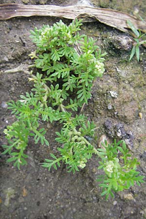 Lepidium didymum \ Zweiknotiger Krhenfu / Lesser Swine Cress, D Weinheim an der Bergstraße 13.7.2009