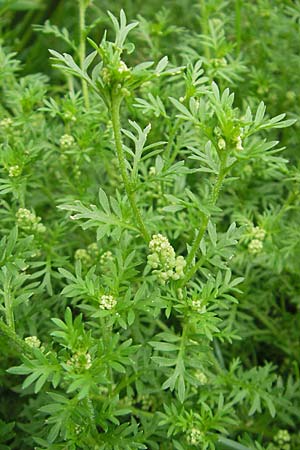 Lepidium didymum \ Zweiknotiger Krhenfu, D Weinheim an der Bergstraße 13.7.2009