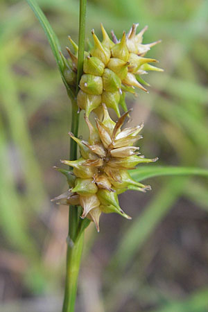 Carex lepidocarpa \ Schuppenfrchtige Gelb-Segge / Shed Sedge, D Bad Dürkheim 19.7.2009