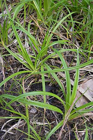 Carex lepidocarpa \ Schuppenfrchtige Gelb-Segge / Shed Sedge, D Bad Dürkheim 19.7.2009