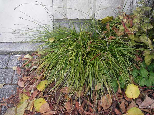 Carex polyphylla \ Unterbrochenhrige Segge / Berkeley Sedge, Grassland Sedge, D Karlsruhe 29.10.2011