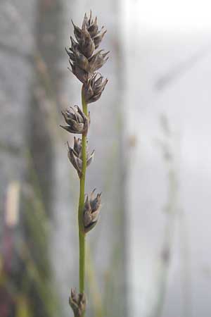 Carex polyphylla \ Unterbrochenhrige Segge, D Karlsruhe 29.10.2011