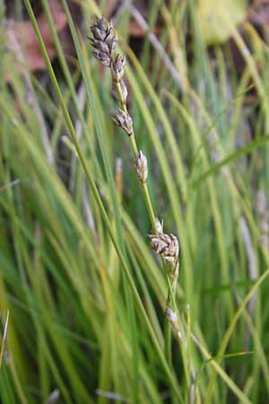 Carex polyphylla \ Unterbrochenhrige Segge, D Karlsruhe 29.10.2011