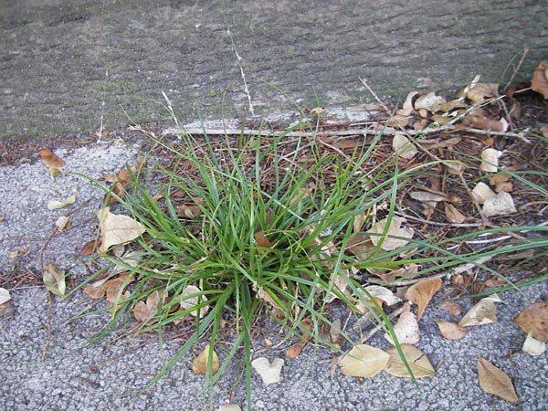 Carex polyphylla \ Unterbrochenhrige Segge / Berkeley Sedge, Grassland Sedge, D Karlsruhe 29.10.2011