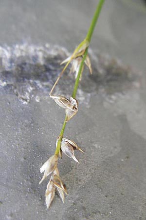 Carex polyphylla \ Unterbrochenhrige Segge, D Karlsruhe 29.10.2011