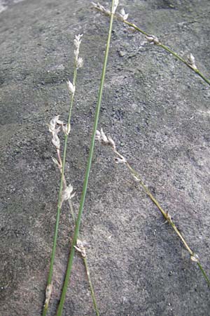 Carex polyphylla \ Unterbrochenhrige Segge, D Karlsruhe 29.10.2011