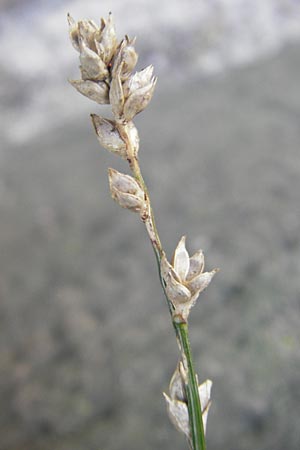 Carex polyphylla \ Unterbrochenhrige Segge / Berkeley Sedge, Grassland Sedge, D Karlsruhe 29.10.2011