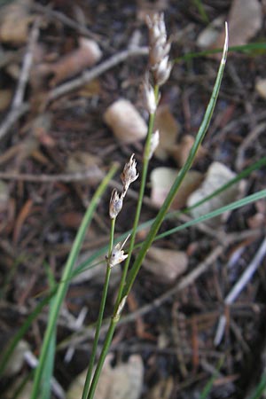 Carex polyphylla \ Unterbrochenhrige Segge, D Karlsruhe 29.10.2011