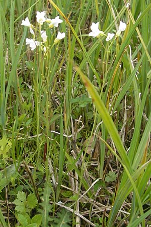 Cardamine dentata \ Zahn-Schaumkraut, D Andechs 5.5.2012