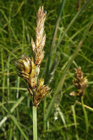 Carex disticha \ Zweizeilige Segge / Brown Sedge, Two-Ranked Sedge, D Pfalz, Bellheim 29.5.2012