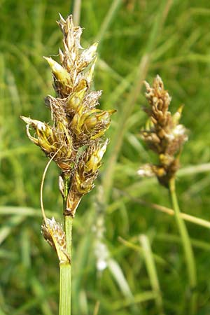 Carex disticha \ Zweizeilige Segge, D Pfalz, Bellheim 29.5.2012