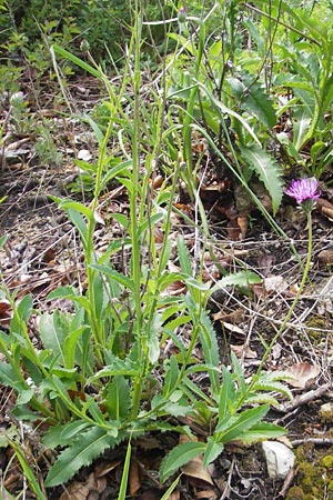 Carduus defloratus \ Alpen-Distel, D Neuburg an der Donau 8.6.2012