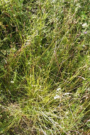 Carex polyphylla \ Unterbrochenhrige Segge / Berkeley Sedge, Grassland Sedge, D Mannheim 24.7.2012