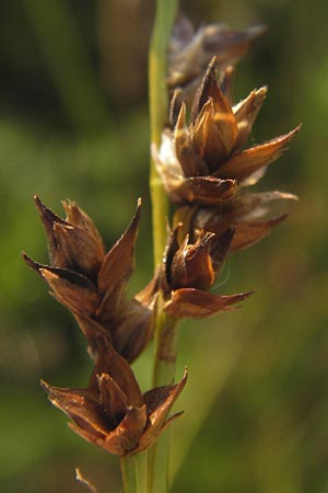 Carex spicata \ Stachel-Segge, Korkfrchtige Segge, D Mannheim 26.7.2012