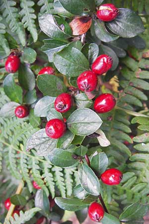 Cotoneaster divaricatus \ Sparrige Zwergmispel, Glnzende Zwergmispel / Spreading Cotoneaster, D Frankfurt-Niederrad 19.9.2012