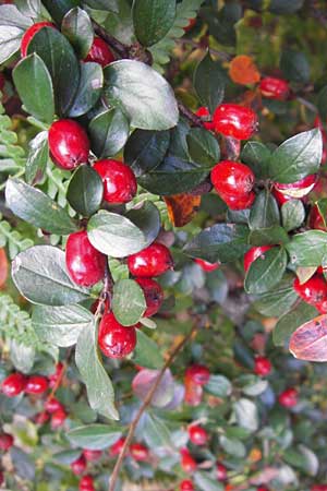 Cotoneaster divaricatus \ Sparrige Zwergmispel, Glnzende Zwergmispel, D Frankfurt-Niederrad 19.9.2012